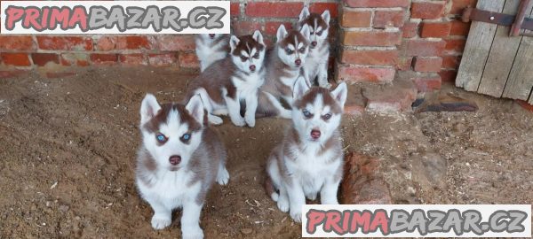 krásné štěňátko Sibiřský husky