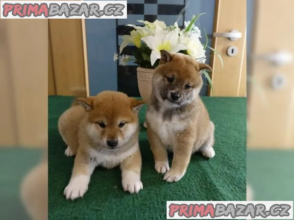 Shiba - Inu