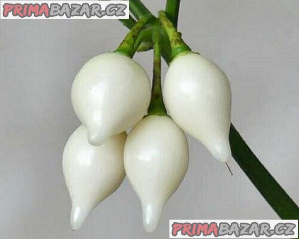 semena chilli paprik Biquinho White