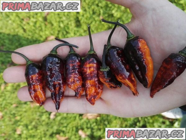 semena chili paprik  Hallows Eve