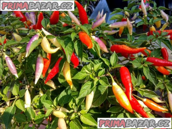 semena chilli paprik Aji Omnicolor