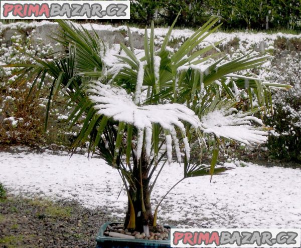 Sazenice palma Trachycarpus fortunei 1-2 první listy