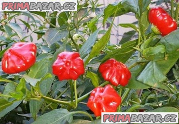 Chilli paprička brazilian starfish