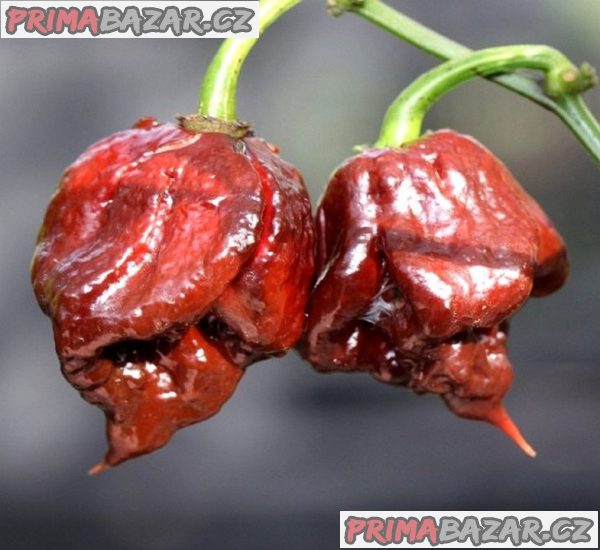 Chilli paprička Carolina Reaper Chocolate