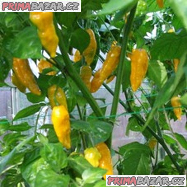 Chilli Fatali yellow - semena