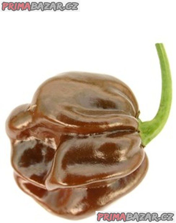 Paprička Habanero Chocolate - semena