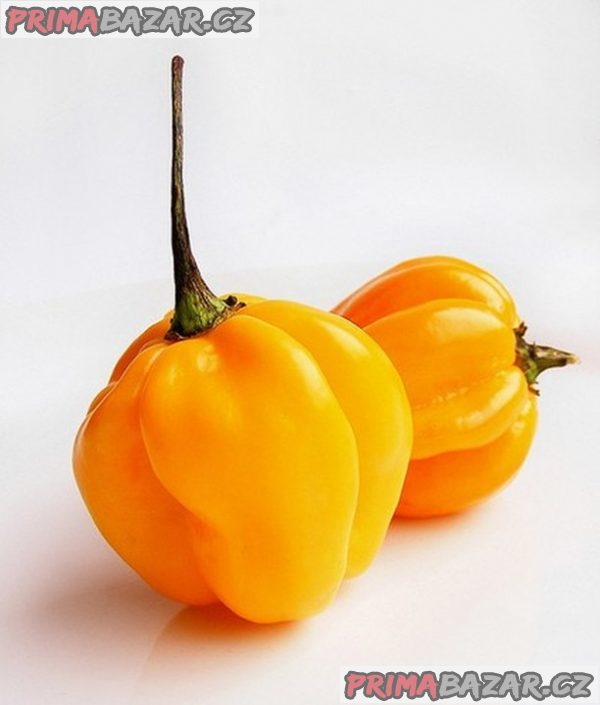 Chilli Habanero Madame Jeanette  Yellow