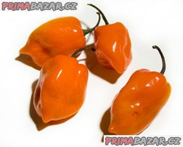 Chilli paprička Orange Habanero