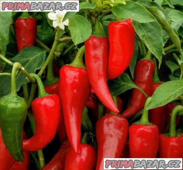 Paprika Sakura