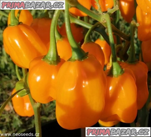 Chilli paprička Habanero Orange Devil