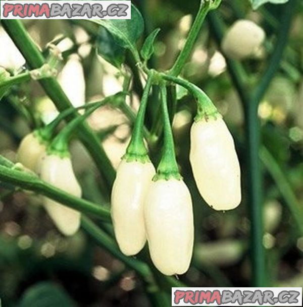 Paprička White Habanero