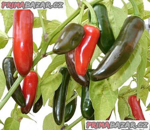 Paprička Chilli Jalapeňo