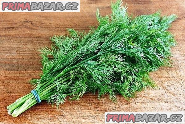 semena kopr vonný Lukullus