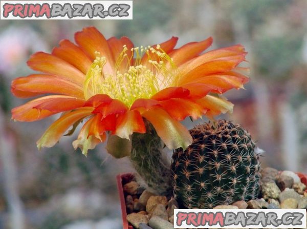 kaktus Lobivia amblayensis WR 19