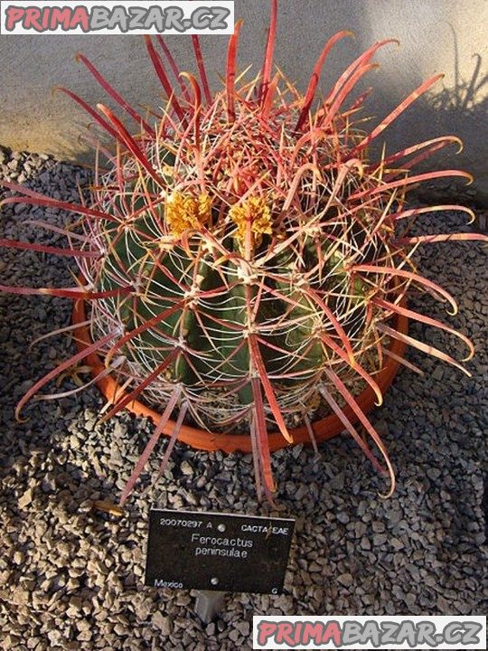 kaktus Ferocactus peninsulae