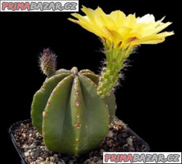 Kaktus Echinocereus subinermis var. luteus 93_1990