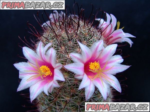 kaktus Mammillaria sheldonii