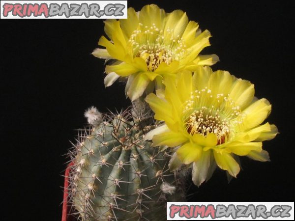 kaktus Lobivia chrysantha