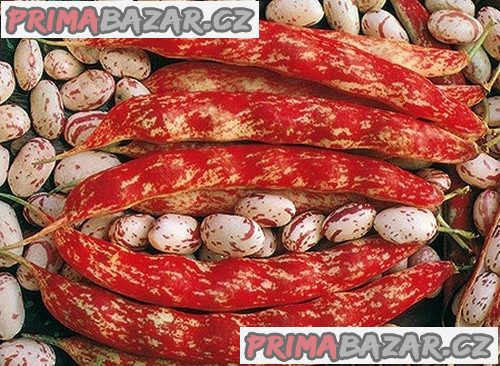 Fazol Borlotto Lingua di Fuoco - Nano - semena