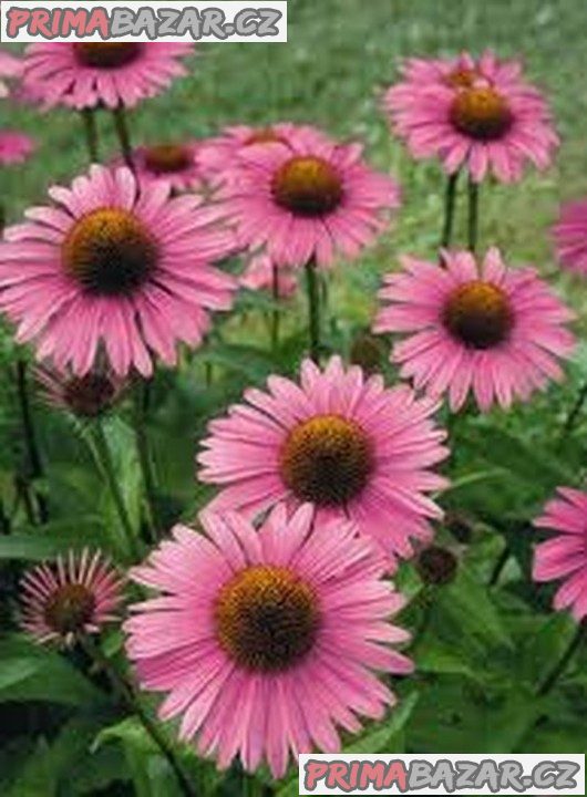 semena Echinacea Purpurea