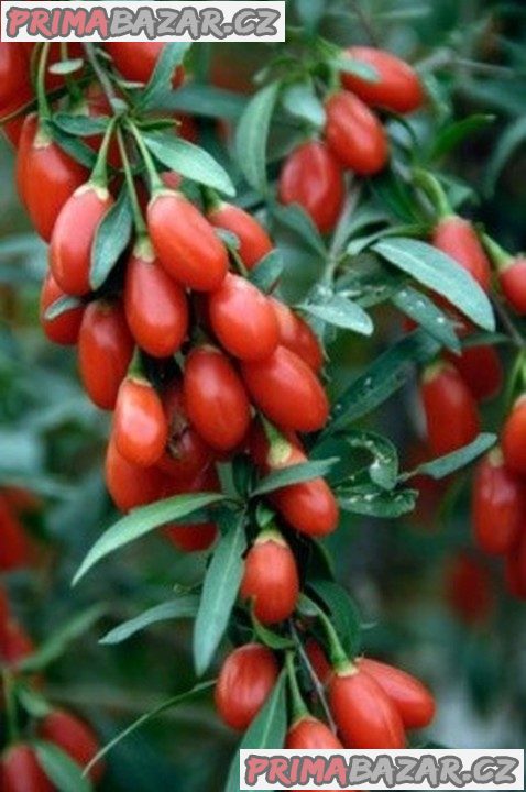 semena Lycium chinese