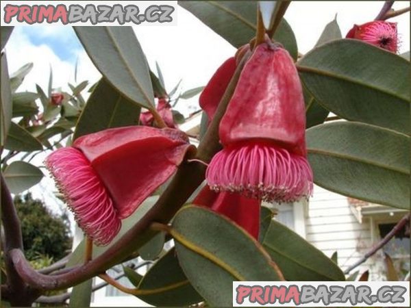 semena Eucalyptus Tetraptera