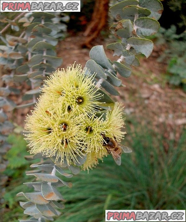 semena Eucalyptus Kruseana