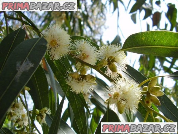 semena Eucalyptus Globulus