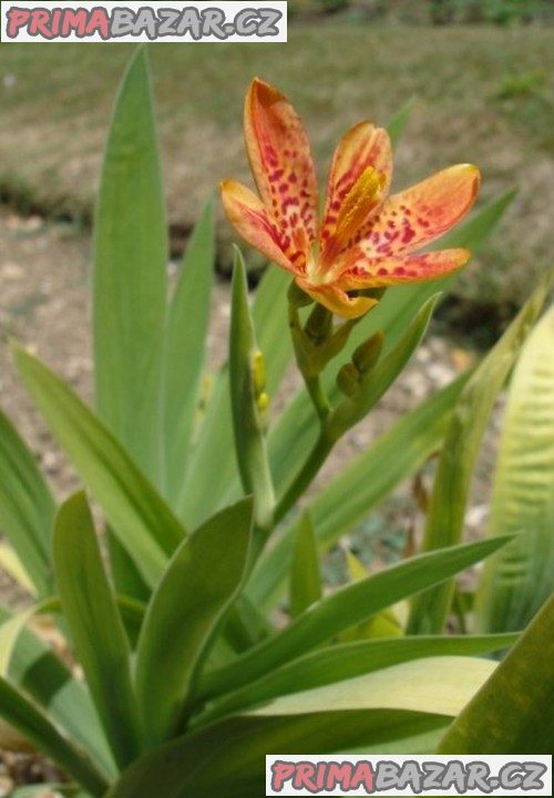 semena Belamcanda chinensis