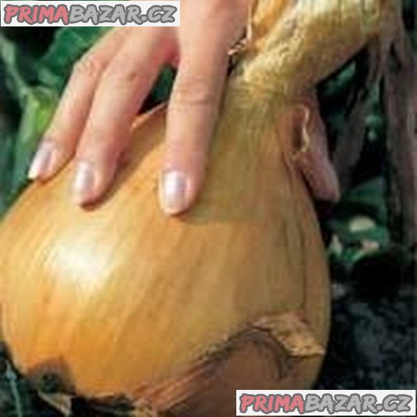 semena cibule Globo