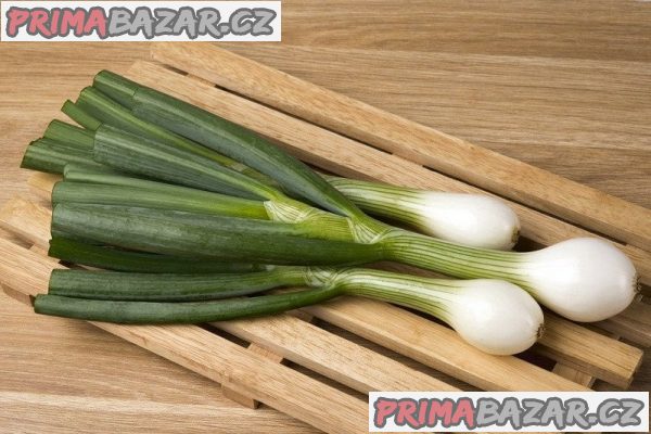 semena cibule Aviv