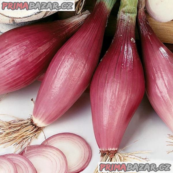 semena cibule Rosa di firenze