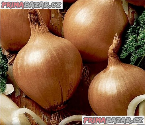 semena cibule Všetana