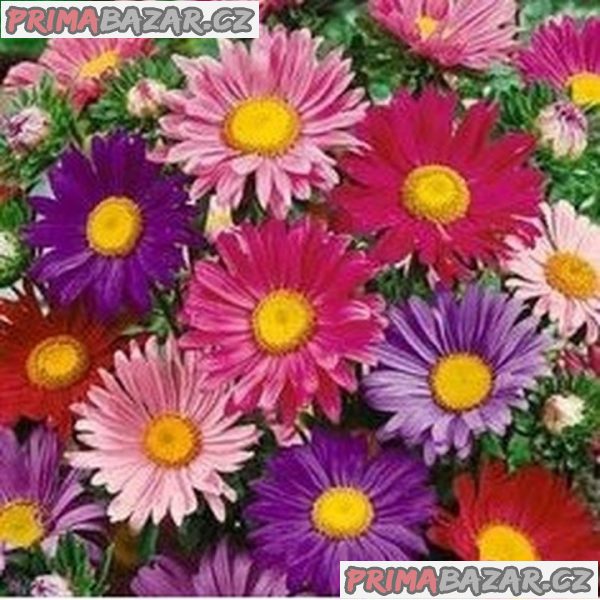 semena Astra Andrella super mix