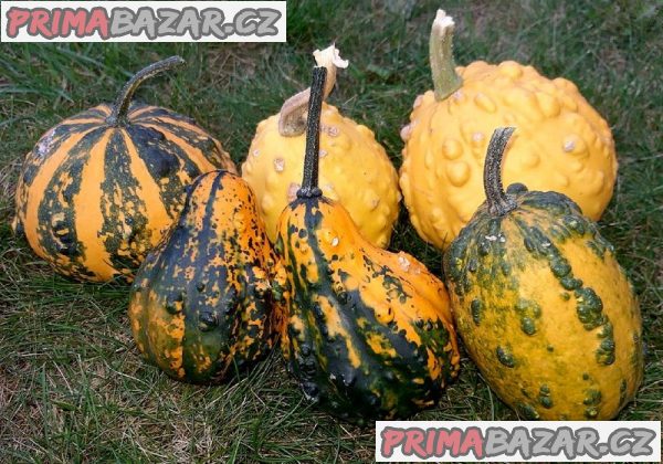 semena tykev okrasná z Bradavic
