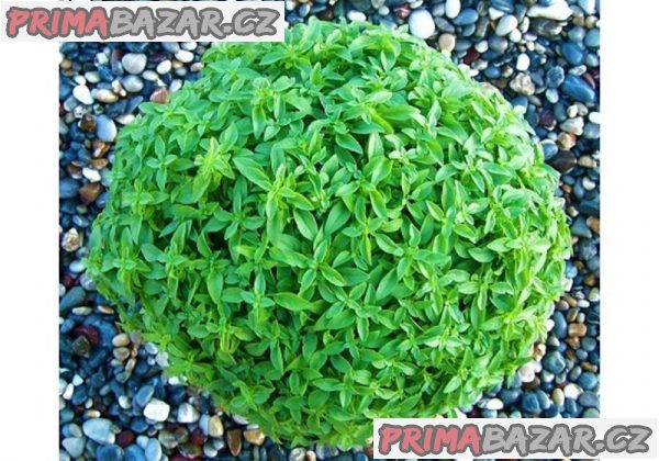 semena Bazalka Greco a Palla