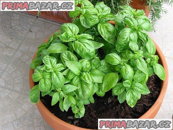 semena Bazalka Dark Green
