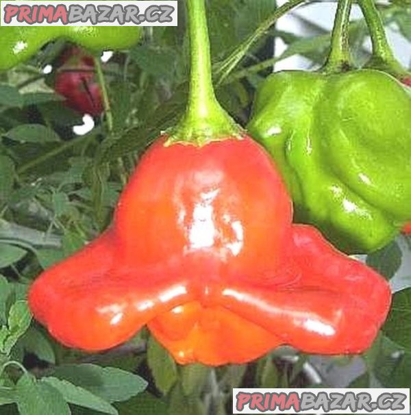 chilli Bishop_s Crown