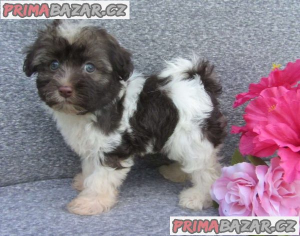 Adorable Havanese Babies