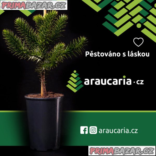 Araucaria araucana _ Blahočet čilský