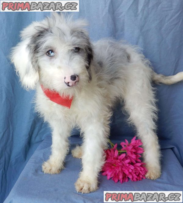 beautiful Poochon puppies – fotografie 1