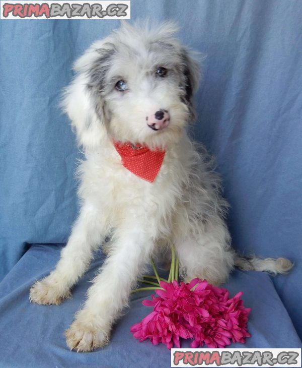beautiful Poochon puppies – fotografie 4