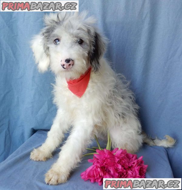 beautiful Poochon puppies – fotografie 5