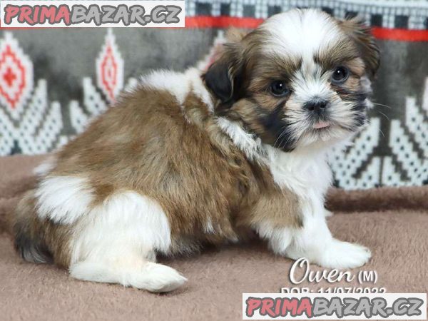 Gorgeous Shih Tzu – fotografie 1