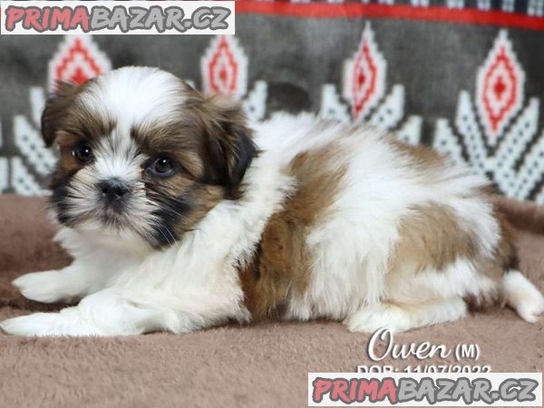 Gorgeous Shih Tzu – fotografie 2