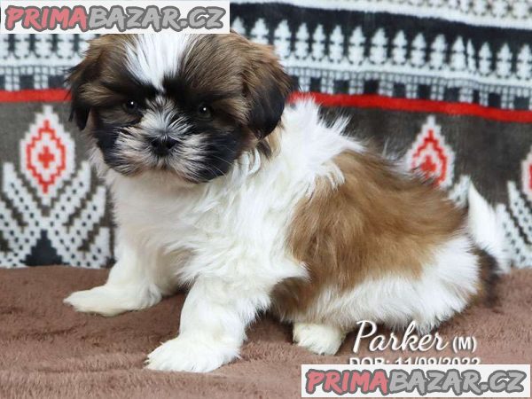 Gorgeous Shih Tzu – fotografie 3
