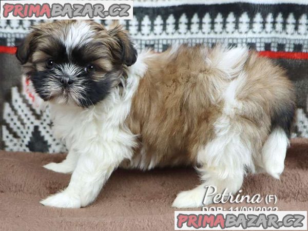 Gorgeous Shih Tzu – fotografie 4
