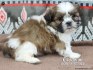 Gorgeous Shih Tzu