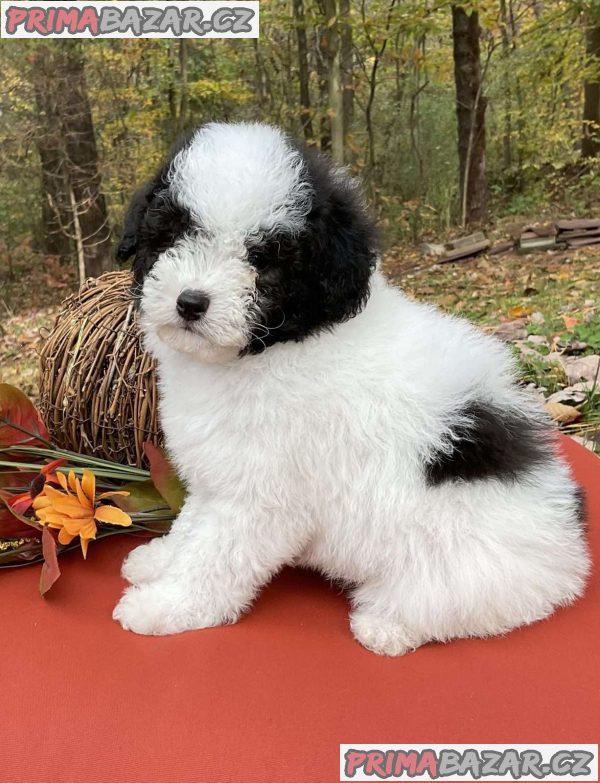 TOY POODLE PUPPIES – fotografie 1