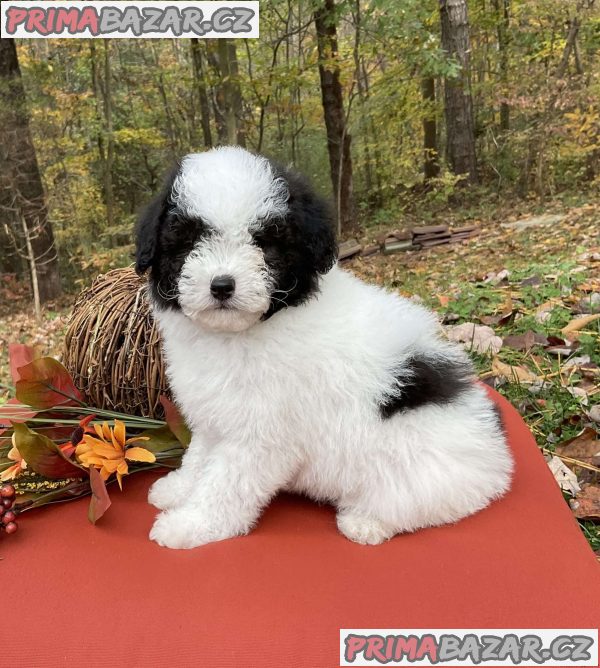 TOY POODLE PUPPIES – fotografie 2